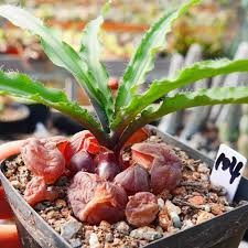 Image result for Drimia calcarata