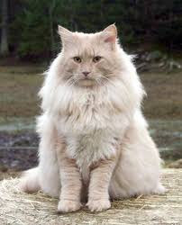 Derja S Amadeus Pedigree Borealis Norwegian Forest Cats Norwegian Forest Cat Forest Cat Cats