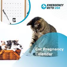 The pregnancy of a cat lasts about two months. Cat Pregnancy Calendar Follow The Timeline Of Your Cat S Pregnancy