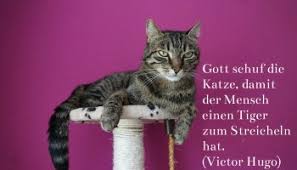 Schone Katzenspruche Und Zitate Alles Cat De