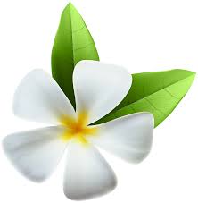 White tropical flowers in a teak wood bowl, a piece of coconut shape spa soap and three white candles on dark natural. White Exotic Flower Png Clip Art Image Gallery Yopriceville High Quality Images And Transparent Png Free Clipart