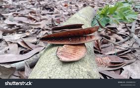 Image result for Erythrophleum