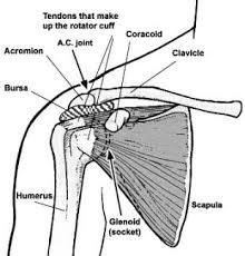 The Average Recovery Time Following Rotator Cuff Surgery Ehow Rotator Cuff Rotator Cuff Surgery Recovery Rotator Cuff Surgery