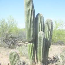 When a saguaro reaches 35 years of age it begins to produce flowers. Pdf Saguaro Carnegiea Gigantea Mortality And Population Regeneration In The Cactus Forest Of Saguaro National Park Seventy Five Years And Counting