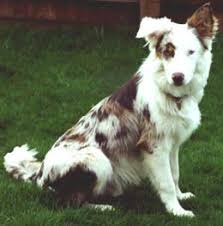 Red merle border collie puppy #bordercollie #bordercolliepuppy #bordercolliepuppies #bordercollietraining #bordercolliefacts #bordercollies #colliepoint #bordercollieshumor #bordercollies #redmerlebordercollies #redmerlebordercolliepuppies. Red Merle Tricolor Border Collie Pasteurinstituteindia Com