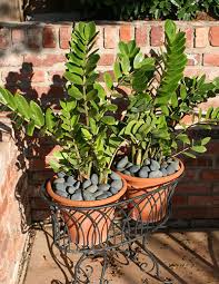 As zamioculcas zamiifolia was long and difficult to say, many nursery workers simply shortened it to zz. Zz Plant Gardening Solutions University Of Florida Institute Of Food And Agricultural Sciences
