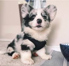 Fredericksburg has a quaint downtown area full of destination shops, restaurants, and bed & breakfasts that reflect the town's german heritage. Pembroke Welsh Corgi Puppies For Sale Best Prices Online