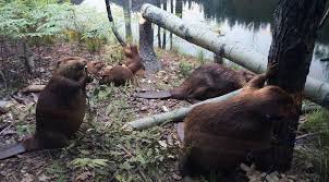 American beavers live throughout north america, but stay clear of deserts and the far northern areas of canada. Got Beavers Get Answers King County Washington State University