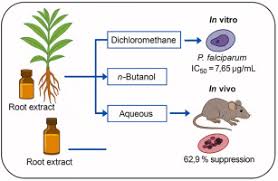 Image result for Gnidia stenophylla