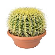 Once an offshoot has grown large enough or has started producing roots, they can be removed from the mother plant. Echinocactus Grusonii Golden Barrel Cactus Small Golden Barrel Cactus Echinocactus Grusonii Barrel Cactus