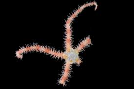 白浜沖 水深210mで採集した生き物（クモヒトデ ウミシダ） | 下田 海洋生物採集日記