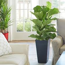 What are the names of some tropical plants? 3 Easy To Grow Tropical Indoor Trees Diy