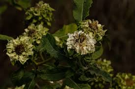 Image result for Vernonia adoensis