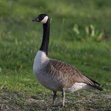 Canada Goose Branta Canadensis United States Canada Canadian Goose Canada Goose Goose
