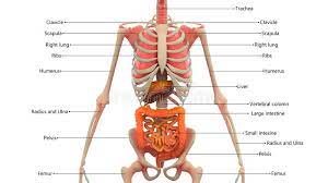 Human anatomy is the study of the structure of the human body. Human Skeleton With Organs Anatomy Stock Illustration Illustration Of Abstract Muscular 90574469