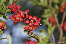 Image result for Ochna confusa