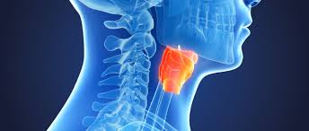 The peculiar midline contour of the throat is dur to a fibrocartilaginou. Mouth Pharynx Larynx Cancers Wcrf International
