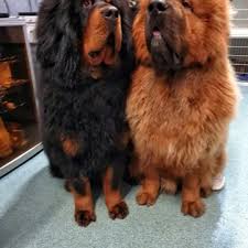 The tibetan mastiff is strong willed and very intelligent, and is good for many different functions, however black and tan, golden brown, plain black, or grey with or without tan markings. Tibetan Mastiff Sale Bristol Bristol Kc Registered Top Chinese Tibetan Mastiff Puppies