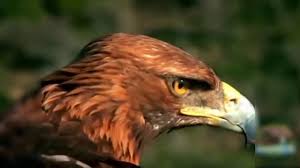 Maybe you would like to learn more about one of these? Gambar Burung Rajawali Radea