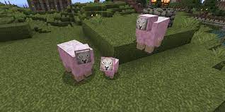 The Baby Pink Sheep Massivecraft