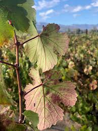 Image result for Grapevine leafroll virus