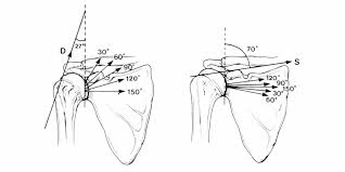 Image result for Rotator Cuff Triad Test