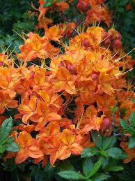 2006 Convention Plants Azaleas Orange Plant Plants