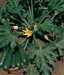 While these flowers may look very similar at first glance, there are some distinct differences once you take a closer look. Squash Richgreen Hybrid Garden Seeds And Plants
