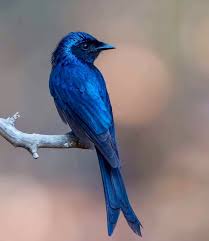Beautiful Blue Beautiful Birds Pet Birds Birds