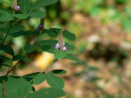 Image result for Grona heterocarpos