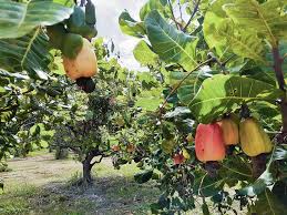 We did not find results for: Hawaii Gardens While A Bit Tricky To Harvest Cashews Bear Intriguing Fruit Honolulu Star Advertiser