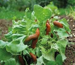 Gartenlust Statt Schneckenfrust Schnecken Im Garten Mittel Gegen Schnecken Gartenschadlinge