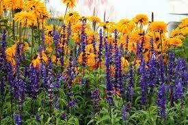 What's the difference between an annual and a perennial? Tall Perennials That Do Well In Full Sun Add Impact To The Flower Garden When Pl Add Flower Full Garde Full Sun Perennials Full Sun Garden Sun Perennials