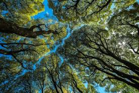 Crown Shyness Kanopi Hutan Yang Unik Fenomena Apakah Itu Halaman All Kompas Com