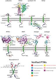 De bonis non administratis, latin for of goods not administered, is a legal term for assets remaining in an estate after the death or removal of the estate administrator. Heteromeric Solute Carriers Function Structure Pathology And Pharmacology Springerlink