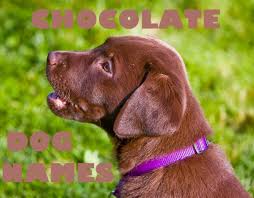 Make your doggo feel extra. 30 Sweet Dog Names For A Chocolate Labrador Retriever Pethelpful