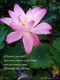 Dec 30, 2018 · the religion itself symbolizes enlightenment, but as lotus symbolizes both of them, this flower will calm down your soul, showing you the way out and take you to the greatest blessings. Flowers That Symbolize Self Love Flix It