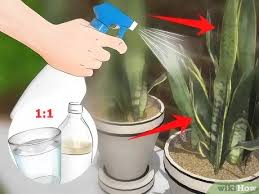 Does sevin kill grubs, or do you have a special product to ? How To Get Rid Of The Whitefly 14 Steps With Pictures Wikihow