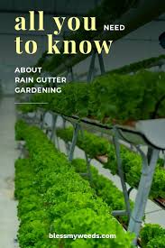Where Is My Mind Maybe It S In The Gutter The 411 Of Rain Gutter Gardening Gutter Garden Rain Gutters Organic Horticulture