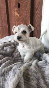Miniature schnauzer puppies eight week old puppies five females and five males black,blacknwhite, salt and pepper, pepper, cropped tails, first shots… location: Mini Schnauzer Puppies For Sale California