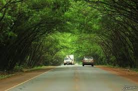 Hotels in santa rita start at per night. Tunel De Arboles Santa Rita Paraguay Beautiful Places To Travel Travel Around The World America Travel