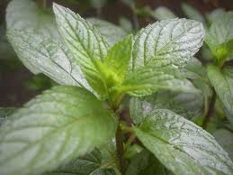 Peppermint tea can refer to several different types of tea. Peppermint The Tao Of Tea