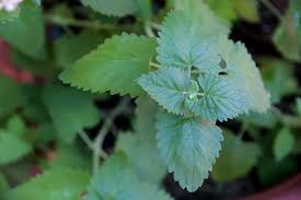 Catnip is a fairly hardy plant which makes it fairly manageable to grow. How To Plant Grow And Harvest Catnip Herb