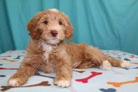 Nutmeg is a wonderful example of the australian labradoodle and what it stands for, and her puppies are going to be nothing short of sensational! My New Caramel Colored Australian Labradoodle Butterscotch Toffee She Needs A Name Puppy Time Australian Labradoodle Labradoodle