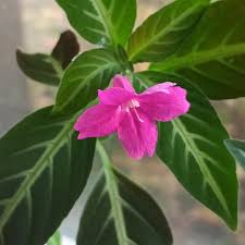 Image result for Ruellia makoyana