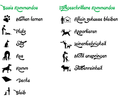 Falls nötig, nimmt man ein spielzeug des hundes zur motivation dazu. Hundetraining To Go Hundetraining Online Jederzeit Und Uberall