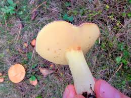 Image result for Suillus weaverae