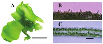 Image result for Ulva rigida