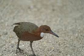 Extinct synonyms, extinct pronunciation, extinct translation, english dictionary definition of extinct. Extinct Bird Re Evolved Itself Back Into Existence On Island In Seychelles World Report Us News