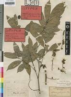 Image result for Pancovia holtzii